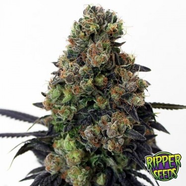 Acid Dough de Ripper Seeds