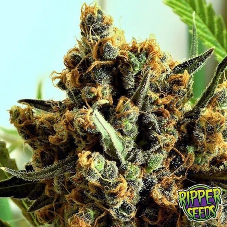Plante de marijuana Criminal