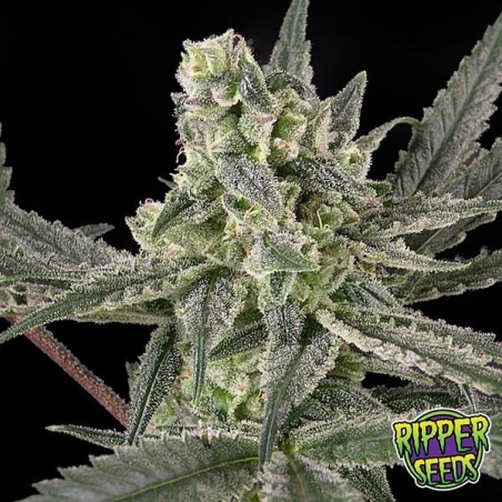 Plante de marijuana Old School