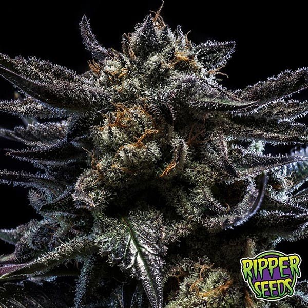 Voir Plante de marijuana Zombie Kush