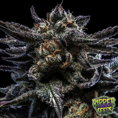 Plante de marijuana Zombie Kush