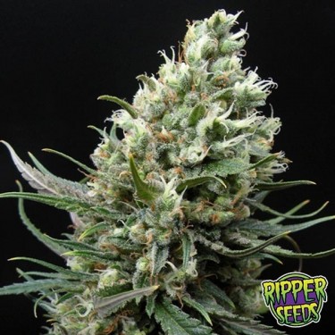 Plante de marijuana Ripper Haze
