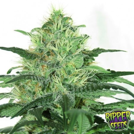 Sideral Plante de marijuana