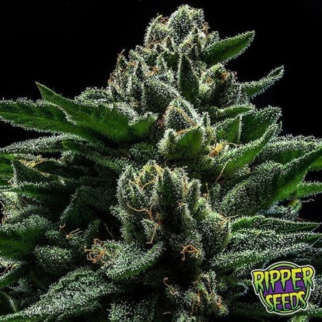 Plante de cannabis Do-G