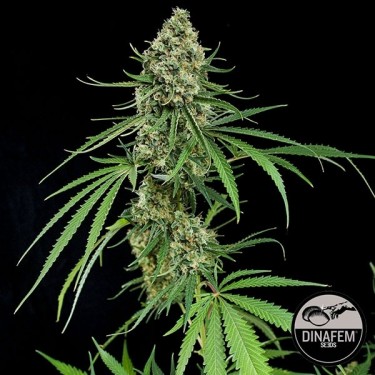 Critical + de Dinafem Plante de cannabis