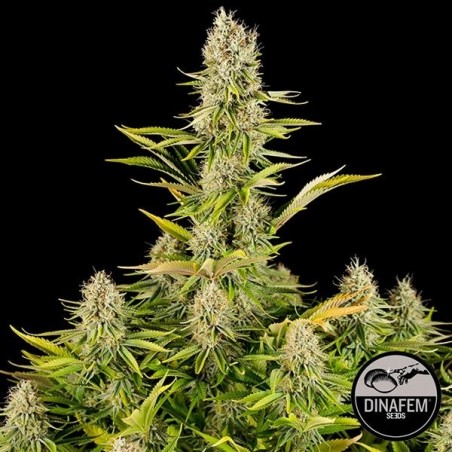 Plante de cannabis Amnesia Kush