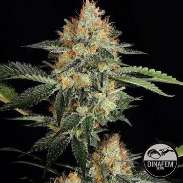 Dinachem Plante de cannabis
