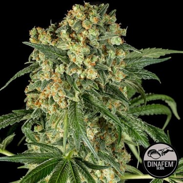 Plante de marijuana Big Kush