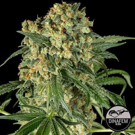 Plante de marijuana Big Kush