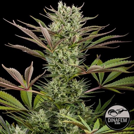 Deep Cheese Plante de cannabis