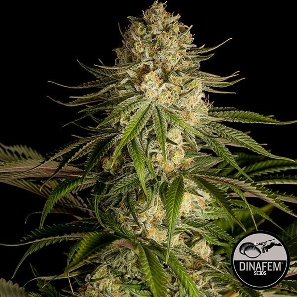 Critical Kush Plante de cannabis