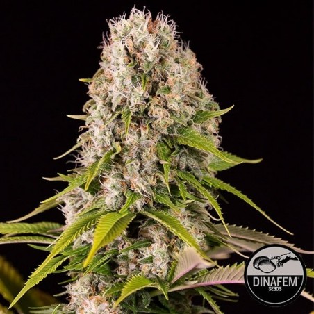 Diesel Plante de cannabis