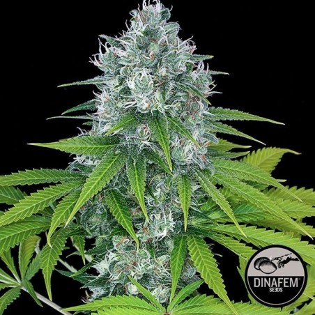 Power Kush Plante de cannabis