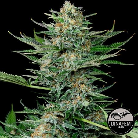 Industrial Plant Plante de marijuana