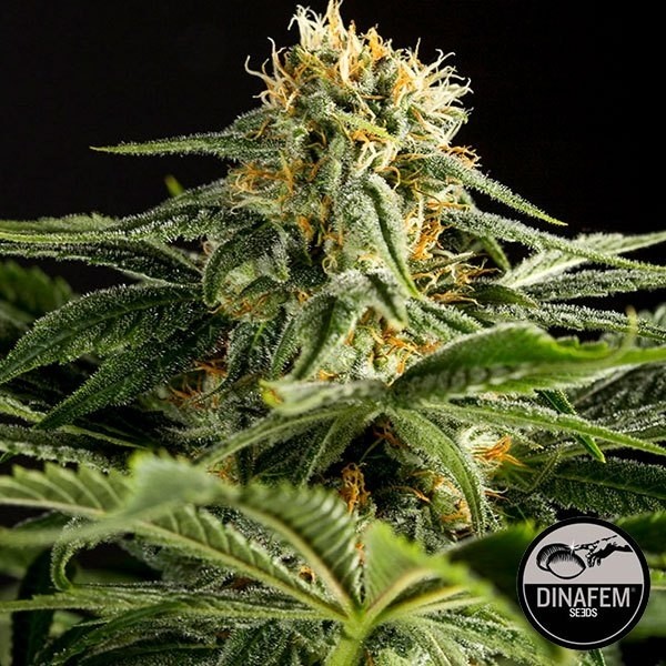 Voir California Hash Plant