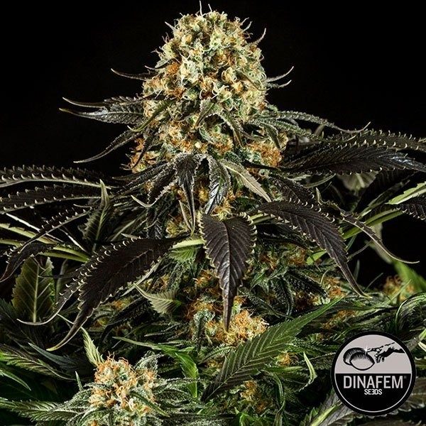 White Siberian Plante de marijuana