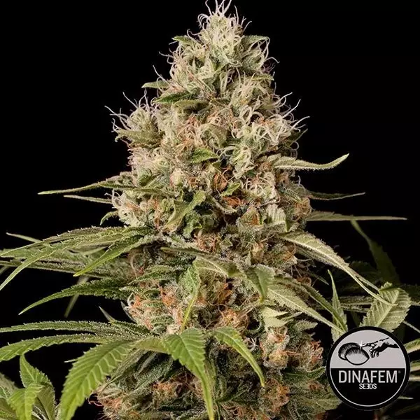 Voir Shark Shock CBD