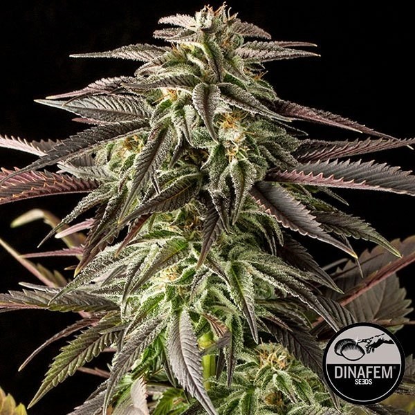 Voir Plante de cannabis Blue Cheese