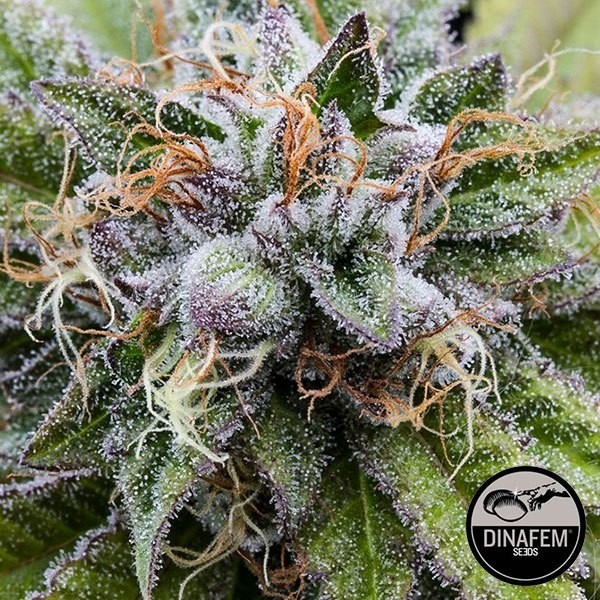 Plante de marijuana Bubba Kush