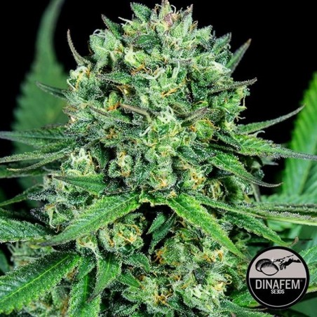Cheese CBD Plante de marijuana