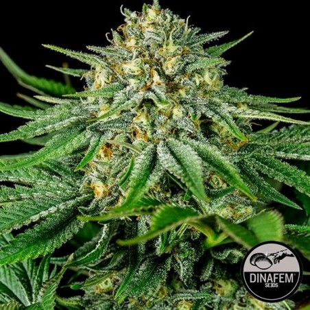 Bubba Kush CBD Plante de marijuana