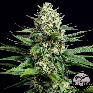 OG Kush CBD Plante de cannabis
