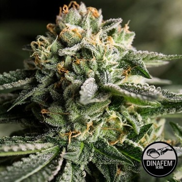 Remo Chemo Plante de cannabis