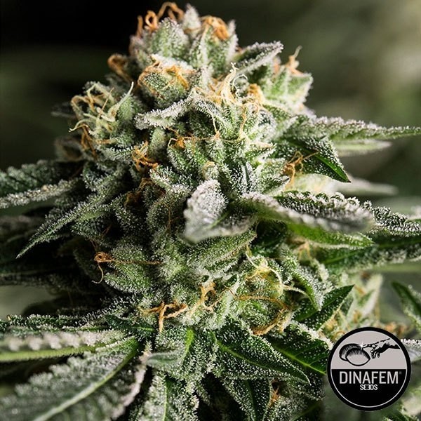 Remo Chemo Plante de cannabis