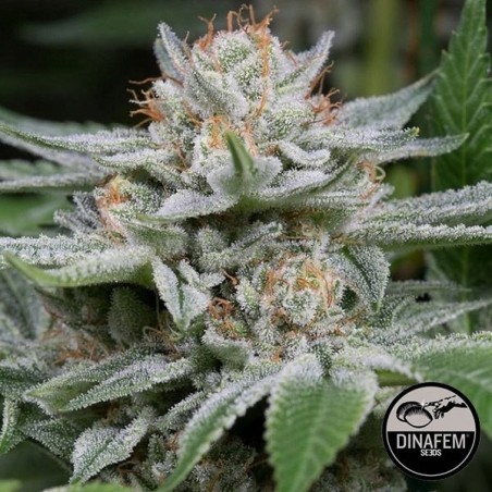 Gorilla de Dinafem