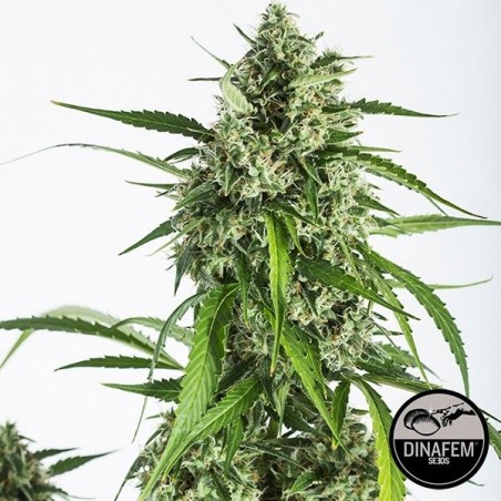 Plante de marijuana White Widow XXL Autoflowering