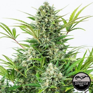 Critical Cheese Autoflorissante Plante de cannabis