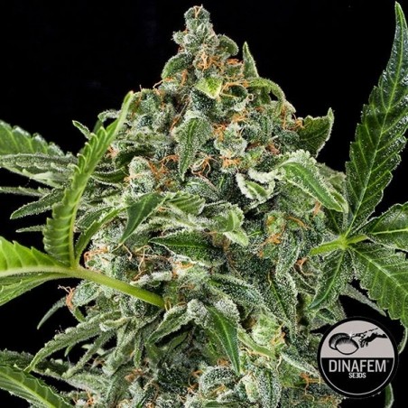White Cheese Autoflorissante Plante de cannabis