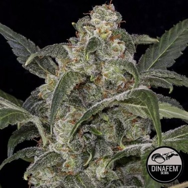 Haze 2.0 Autoflowering Plante de cannabis