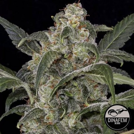 Haze 2.0 Autoflowering Plante de cannabis