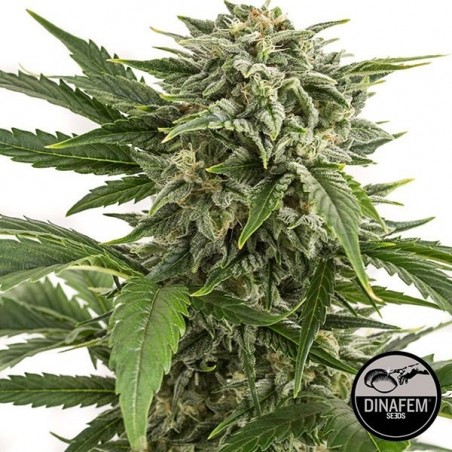 Plante de marijuana
