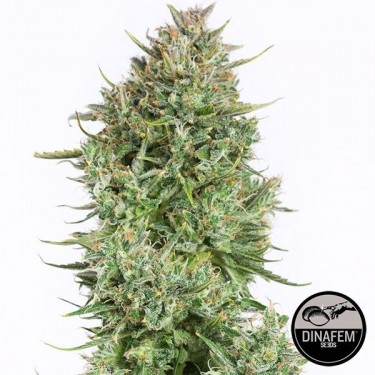 Plante de marijuana Blue Kush Autoflowering