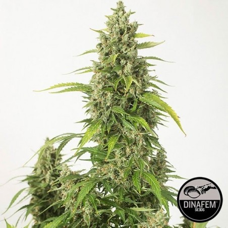 Graines Haze XXL Autoflowering de Dinafem - Grow Barato