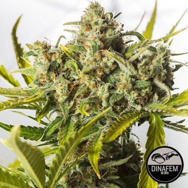 Plante de marijuana Blue Critical Autoflowering