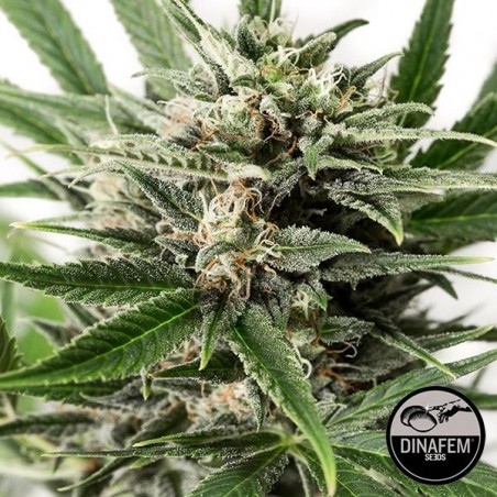 Plante de marijuana Blue Amnesia XXL Autoflowering