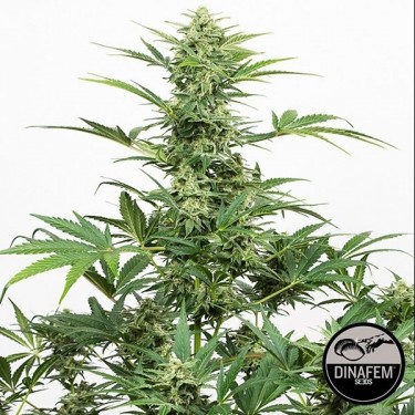 Industrial Plant Autoflowering CBD