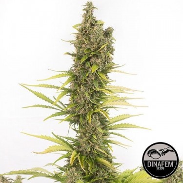 Amnesia Autoflowering CBD Plante de marijuana