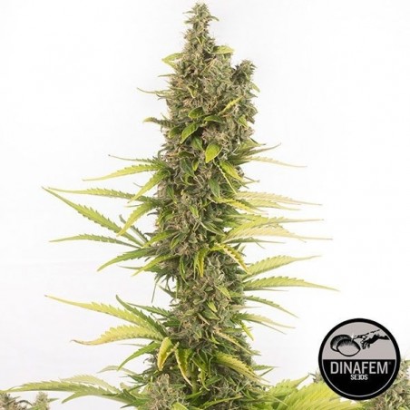 Amnesia Autoflowering CBD Plante de marijuana