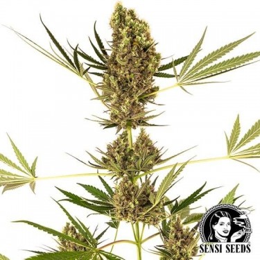 Plante de cannabis Alpine Delight CBD Auto