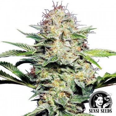 Plante de marijuana Sensi Skunk Auto