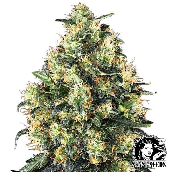Super Skunk Autofloraison Sensi Seeds