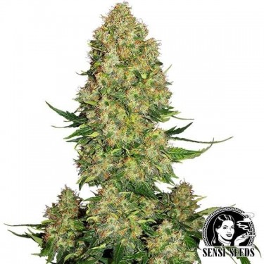 Skunk 1 Auto par Sensi Seeds