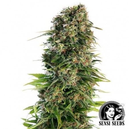 Hindu Kush Automatic Plante de cannabis