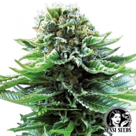 Northern Lights Auto par Sensi Seeds