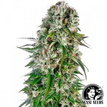 Plante de marijuana Big Bud Automatic