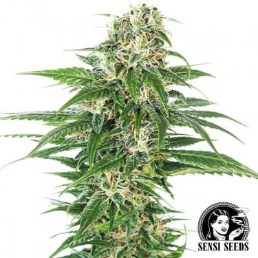Plante de cannabis Early Skunk Automatic
